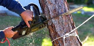 Best Tree Health Inspection  in Lanster, CA