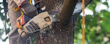 Best Lawn Irrigation Installation and Maintenance  in Lanster, CA