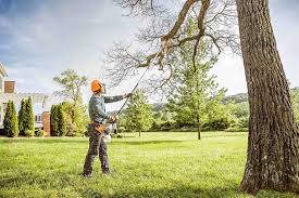 How Our Tree Care Process Works  in  Lancaster, CA