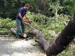 Best Firewood Processing and Delivery  in Lanster, CA