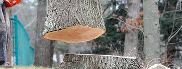 Best Tree Preservation Services  in Lanster, CA