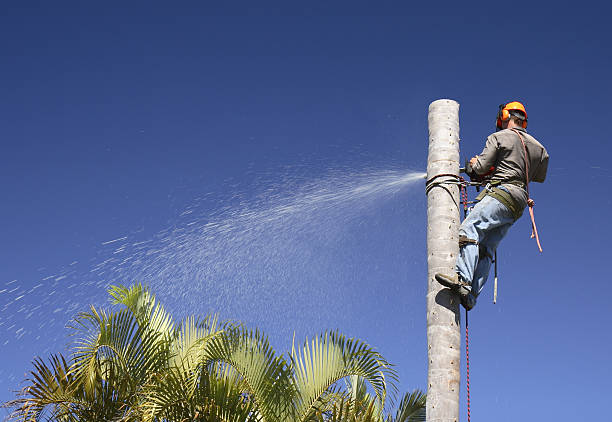 Best Tree Risk Assessment  in Lanster, CA
