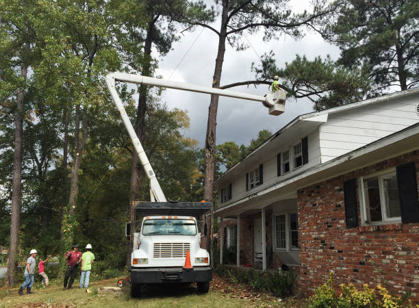 Best Tree Cabling and Bracing  in Lanster, CA