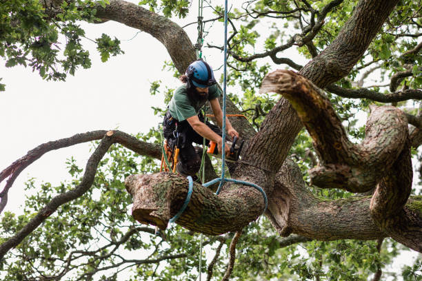 Best Utility Line Clearance  in Lanster, CA