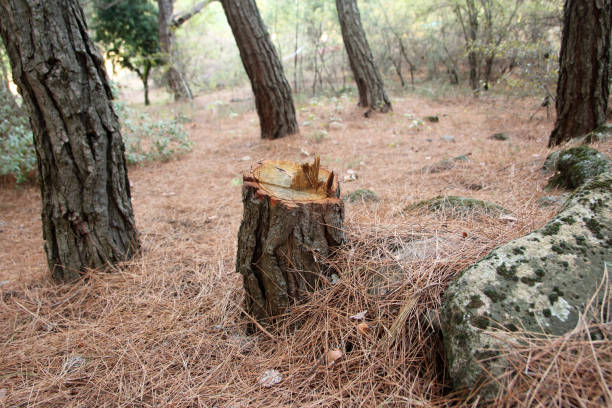 Best Root Management and Removal  in Lanster, CA