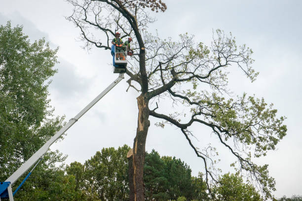 Best Hazardous Tree Removal  in Lanster, CA