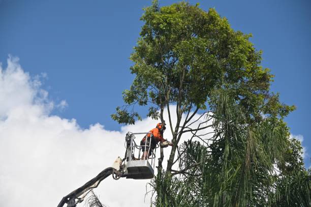 Best Stump Grinding and Removal  in Lanster, CA