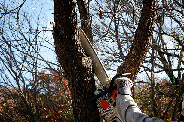 Best Tree Trimming and Pruning  in Lanster, CA