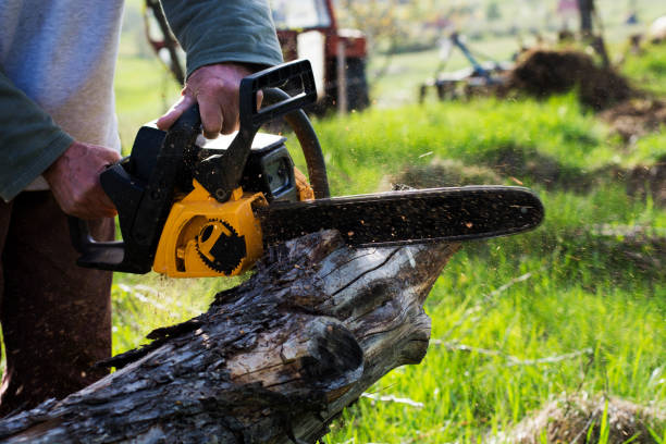 Best Tree Maintenance Programs  in Lanster, CA