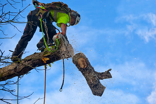 Lawn Irrigation Installation and Maintenance in Lancaster, CA