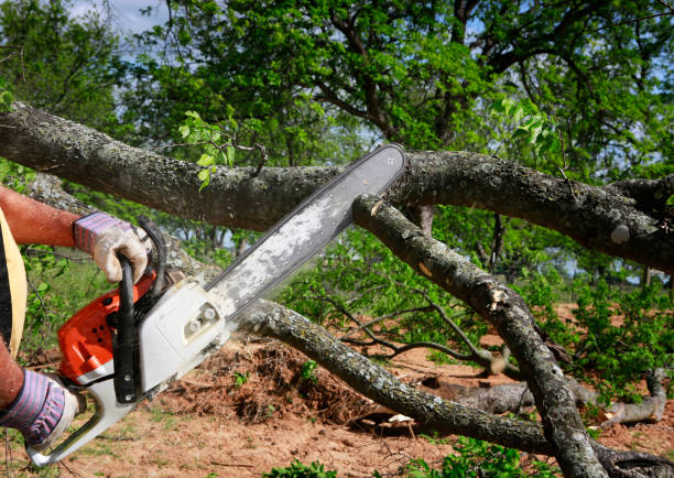Best Lawn Maintenance Plans  in Lanster, CA